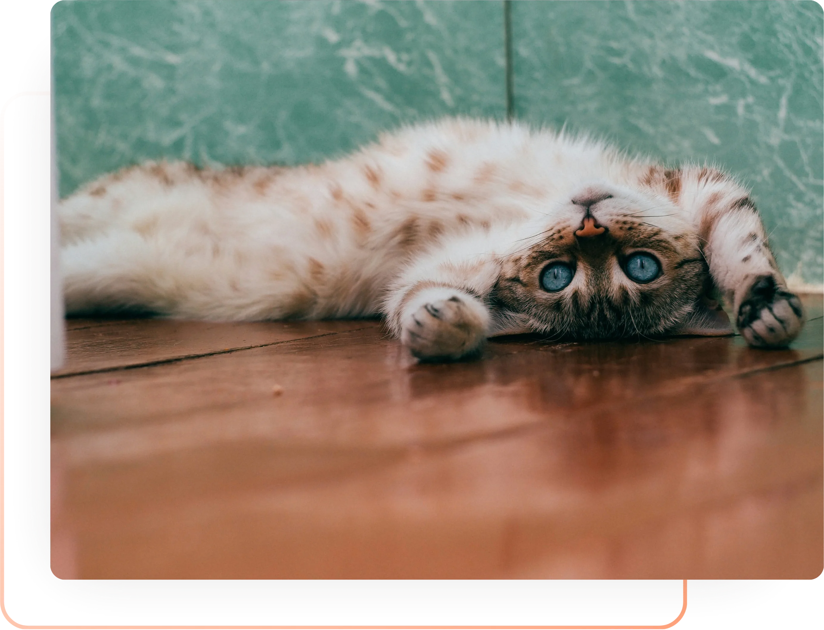 Cat lying on its back showing its belly, illustrating that each cat has unique needs and responds differently than typical advice suggests.