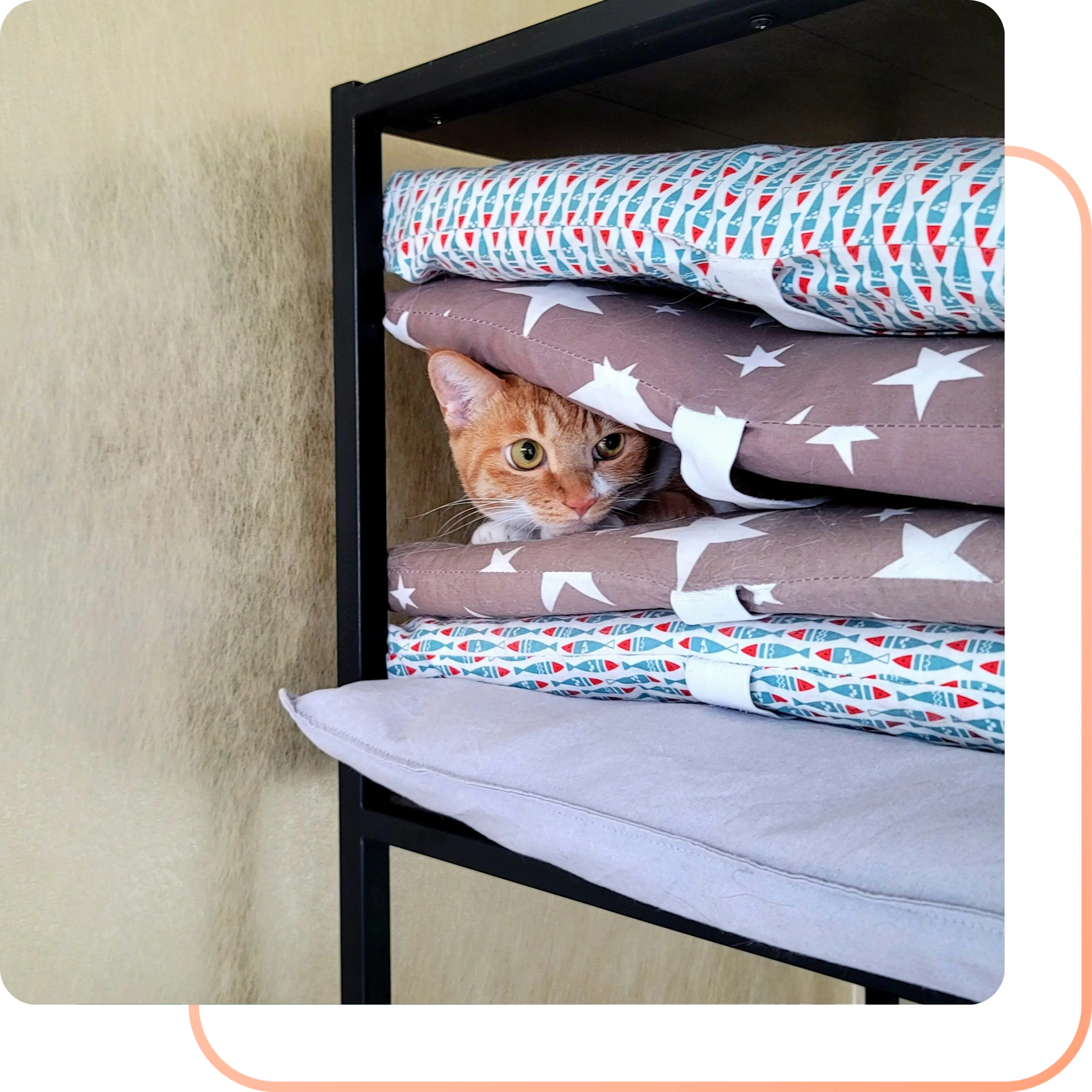 Cat hiding among blankets on a shelf, representing real behavioral challenges and transformations in multi-cat homes.