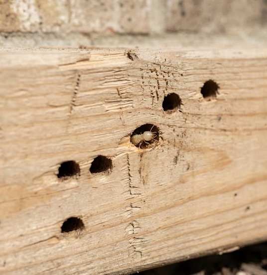 Termite Infestation Termite Infestation