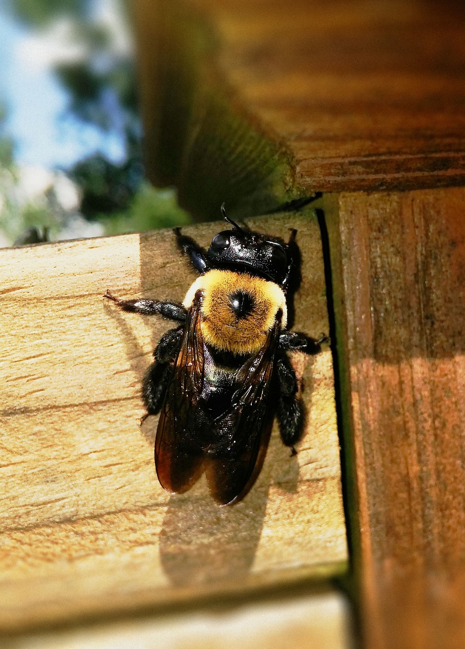 Eastern carpenter bee on weathered exterior wood