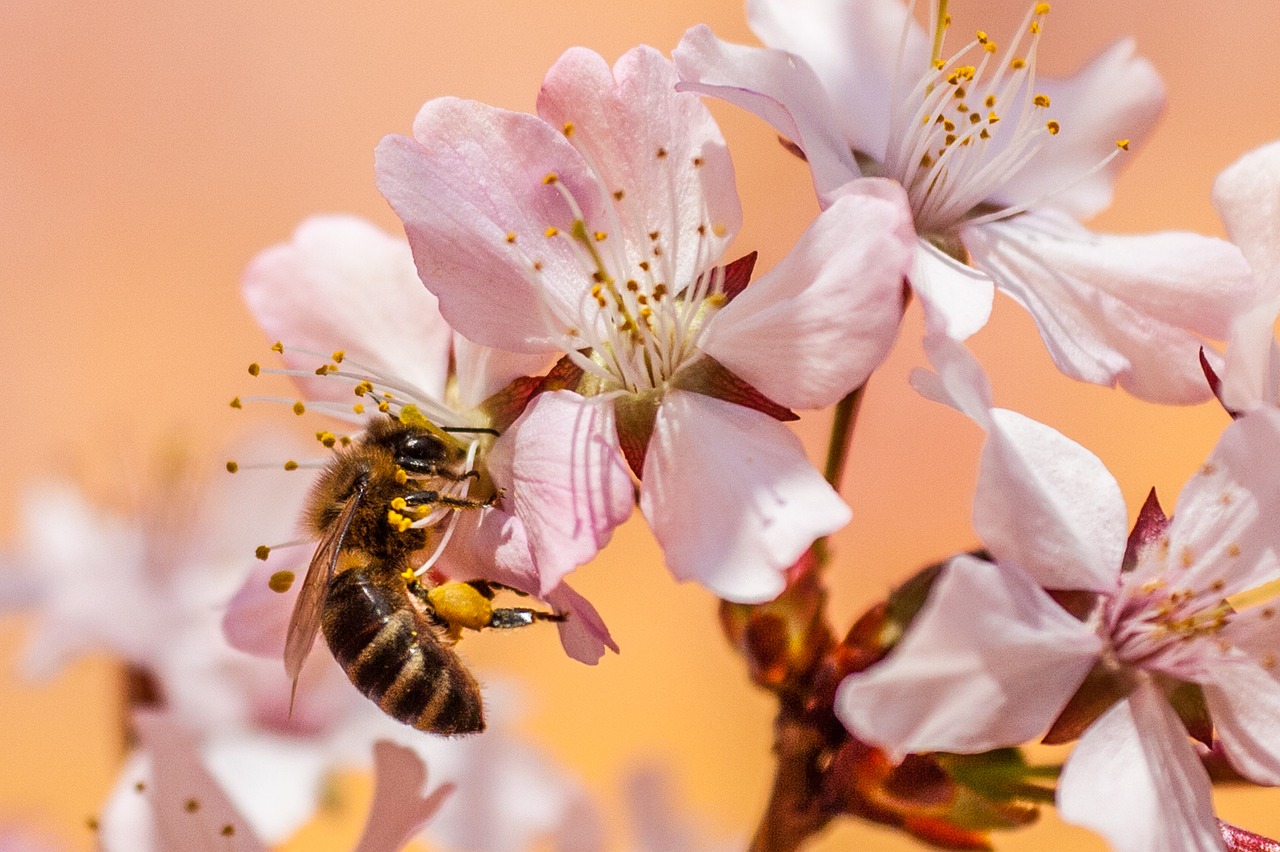 Honey bee gathering pollen on a spring blossom