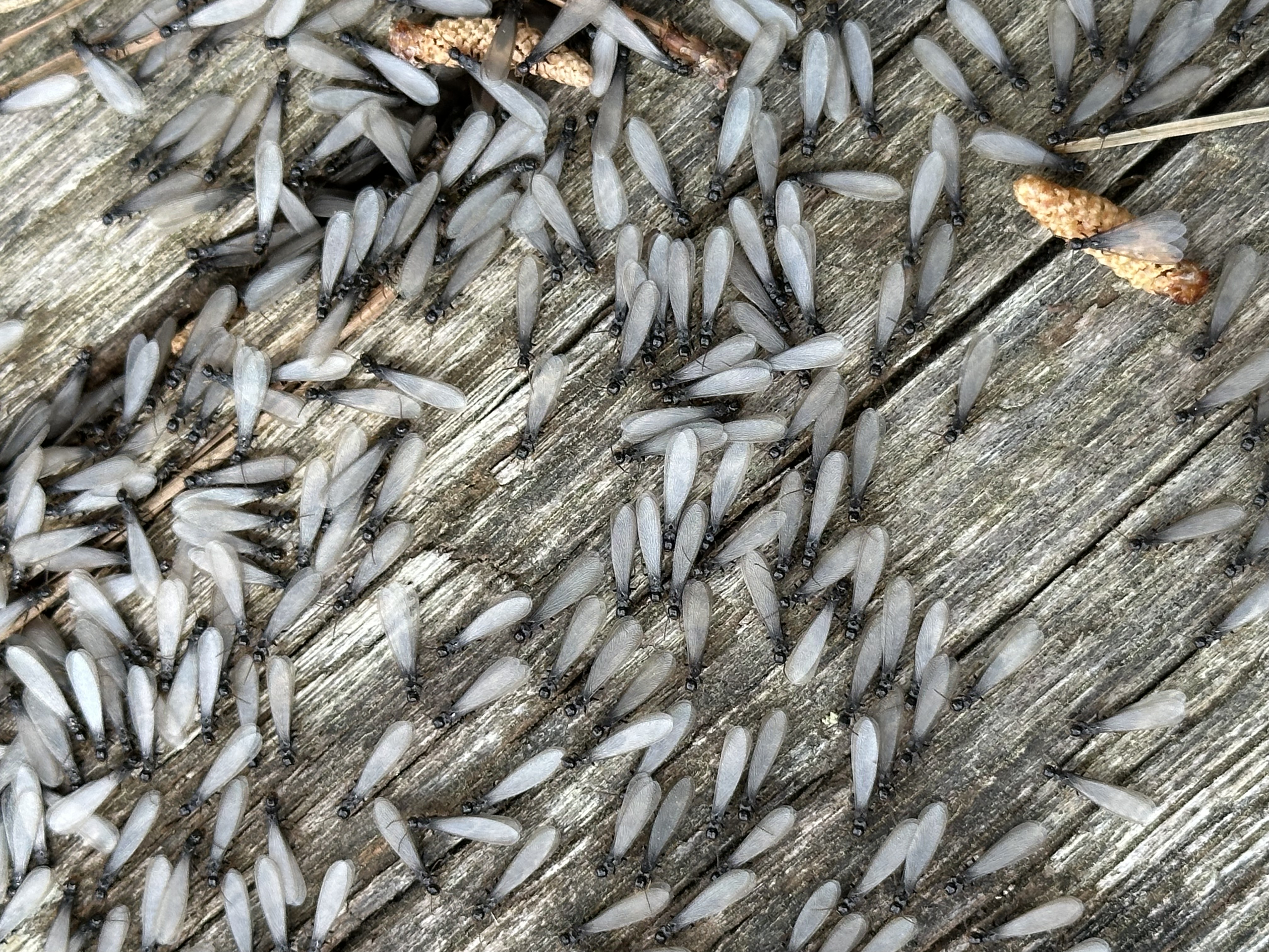 Discarded termite swarmer wings on a windowsill