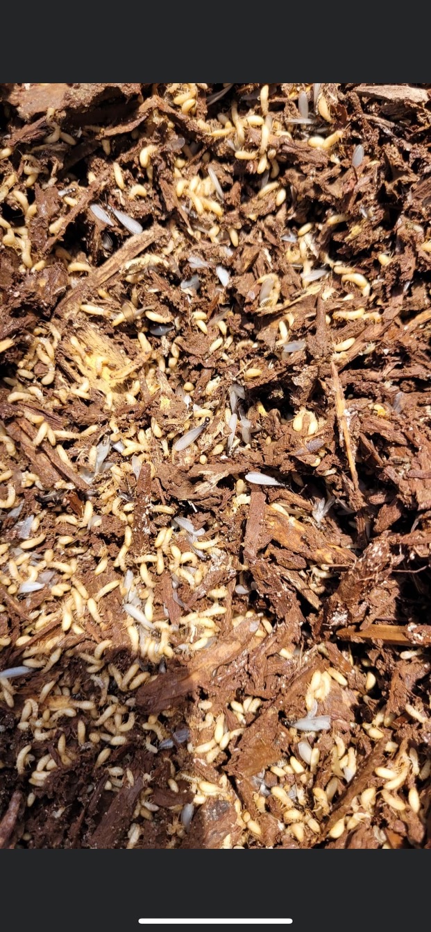 Termite damaged wood and debris at a Georgia home