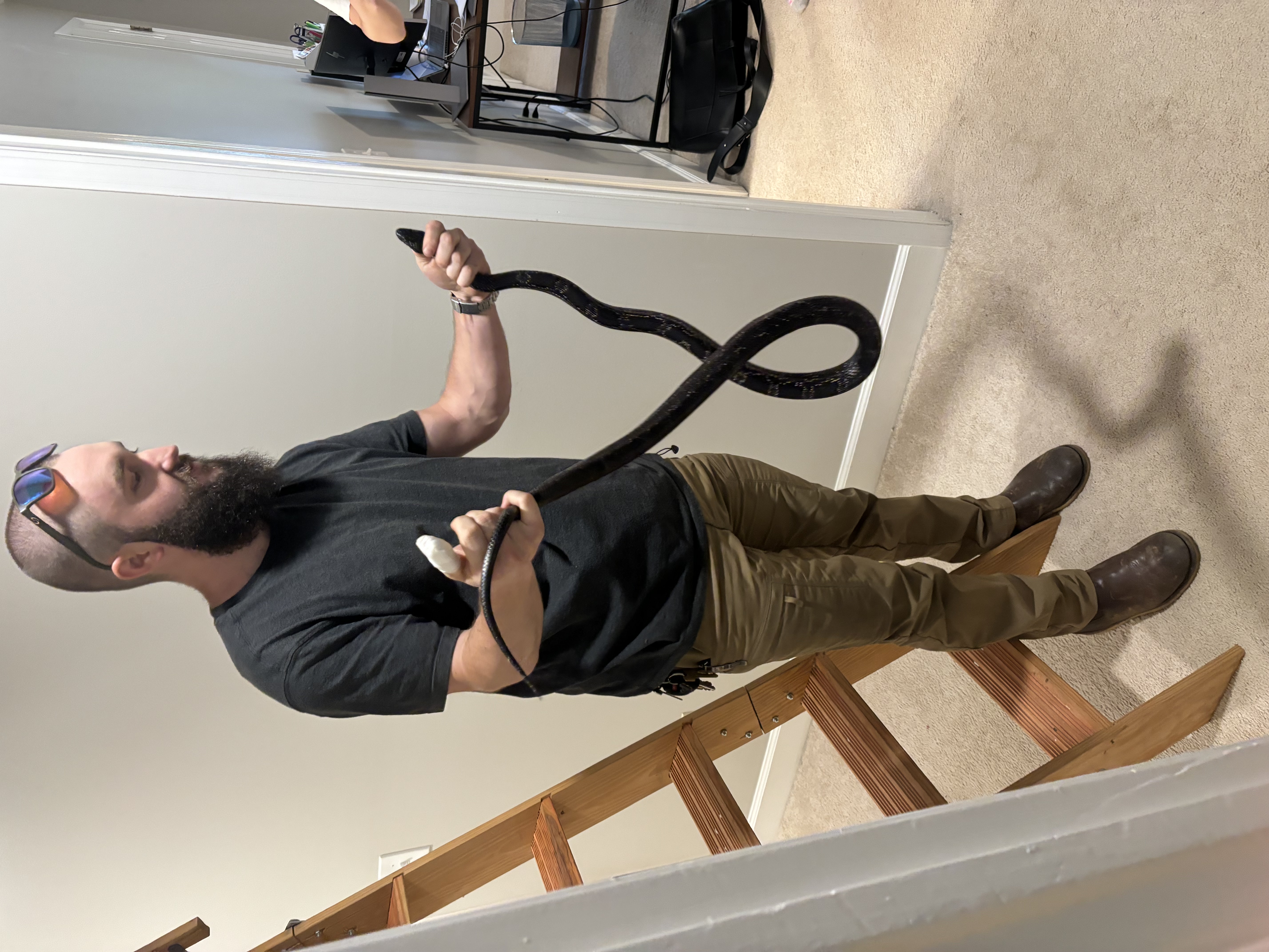 Mission Pest technician removing a large rat snake from inside a home