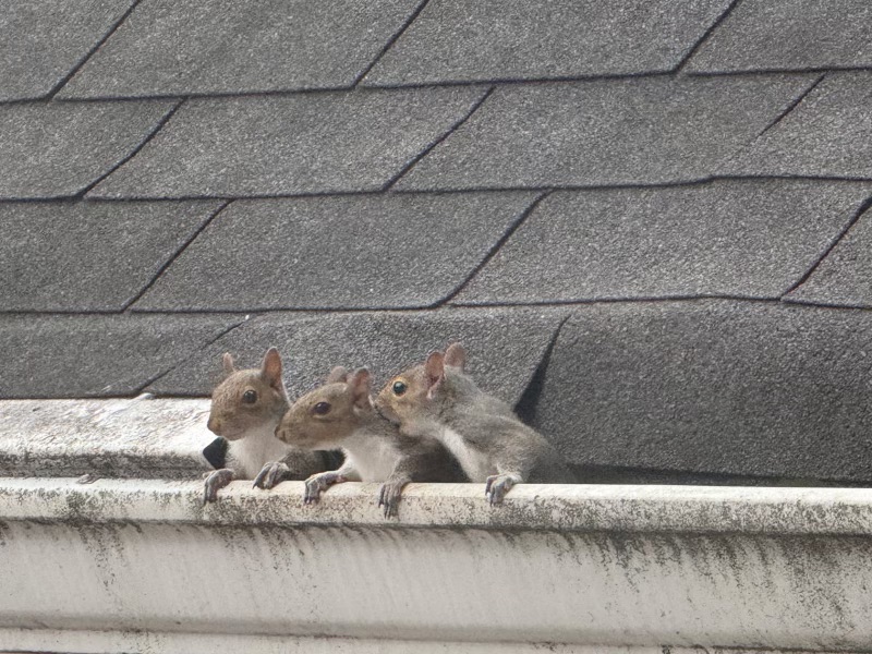 Roof rats moving along a roofline on an Atlanta home