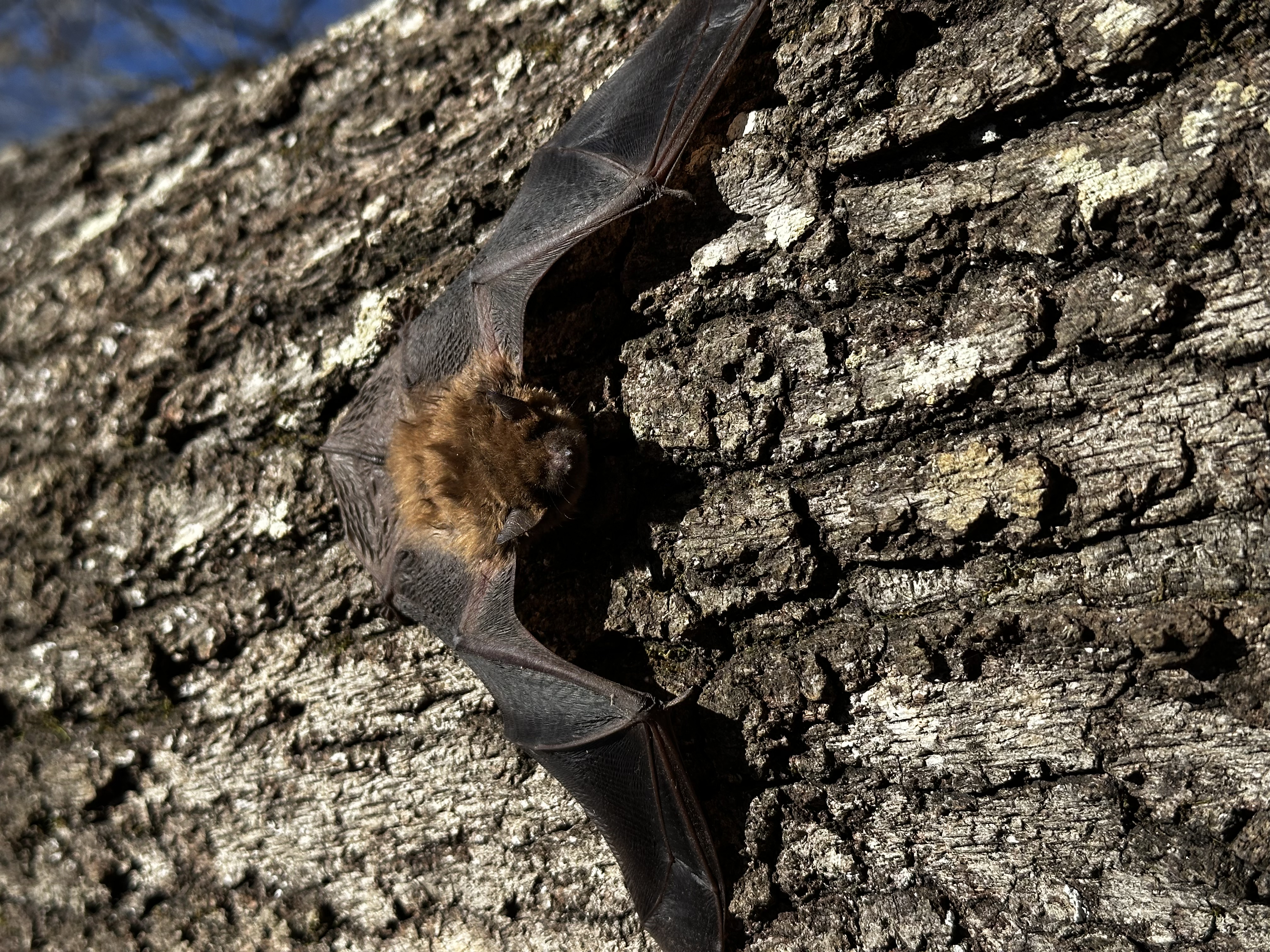 A bat found during an attic inspection in metro Atlanta