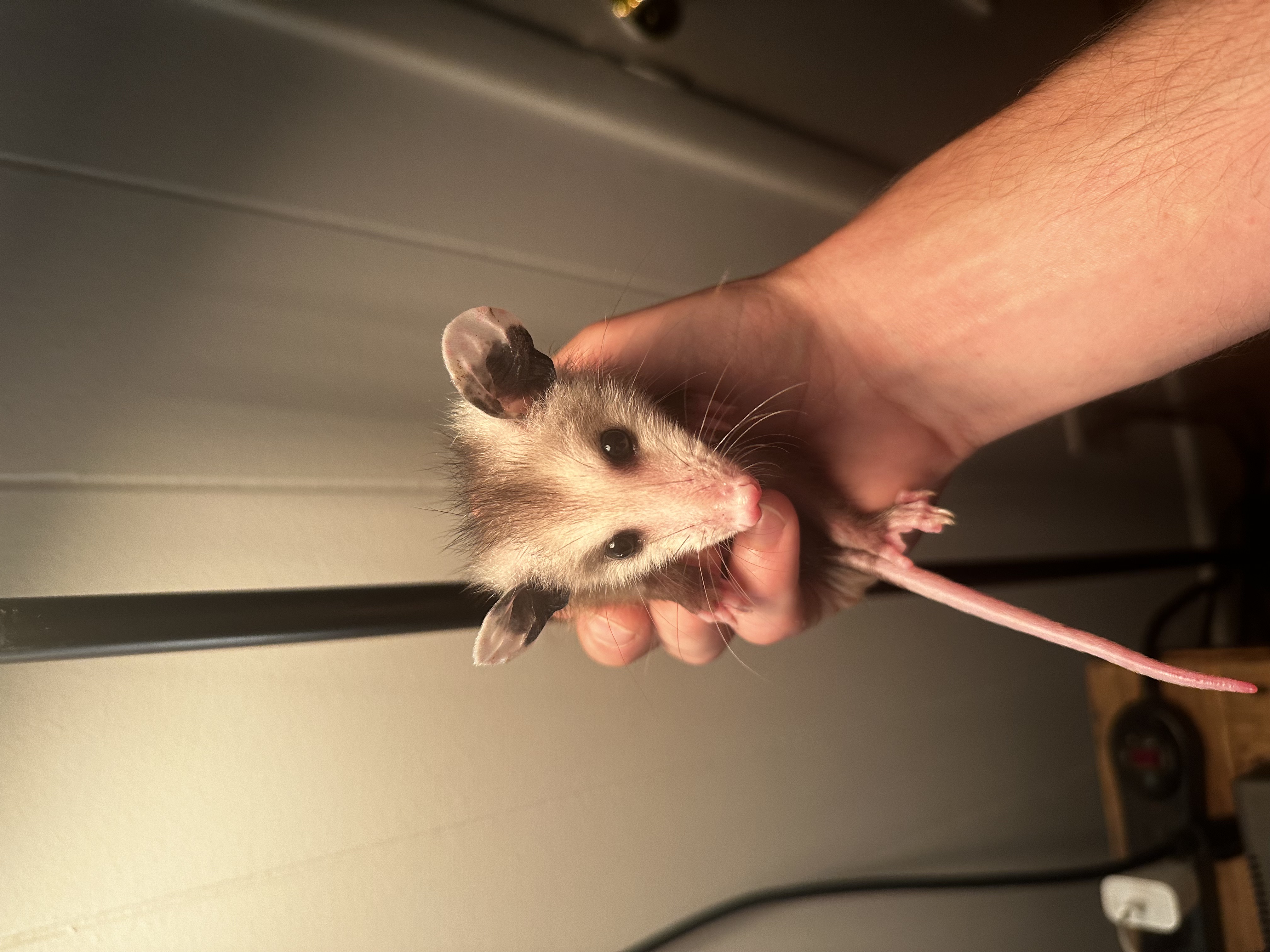 An opossum removed humanely from an Atlanta home