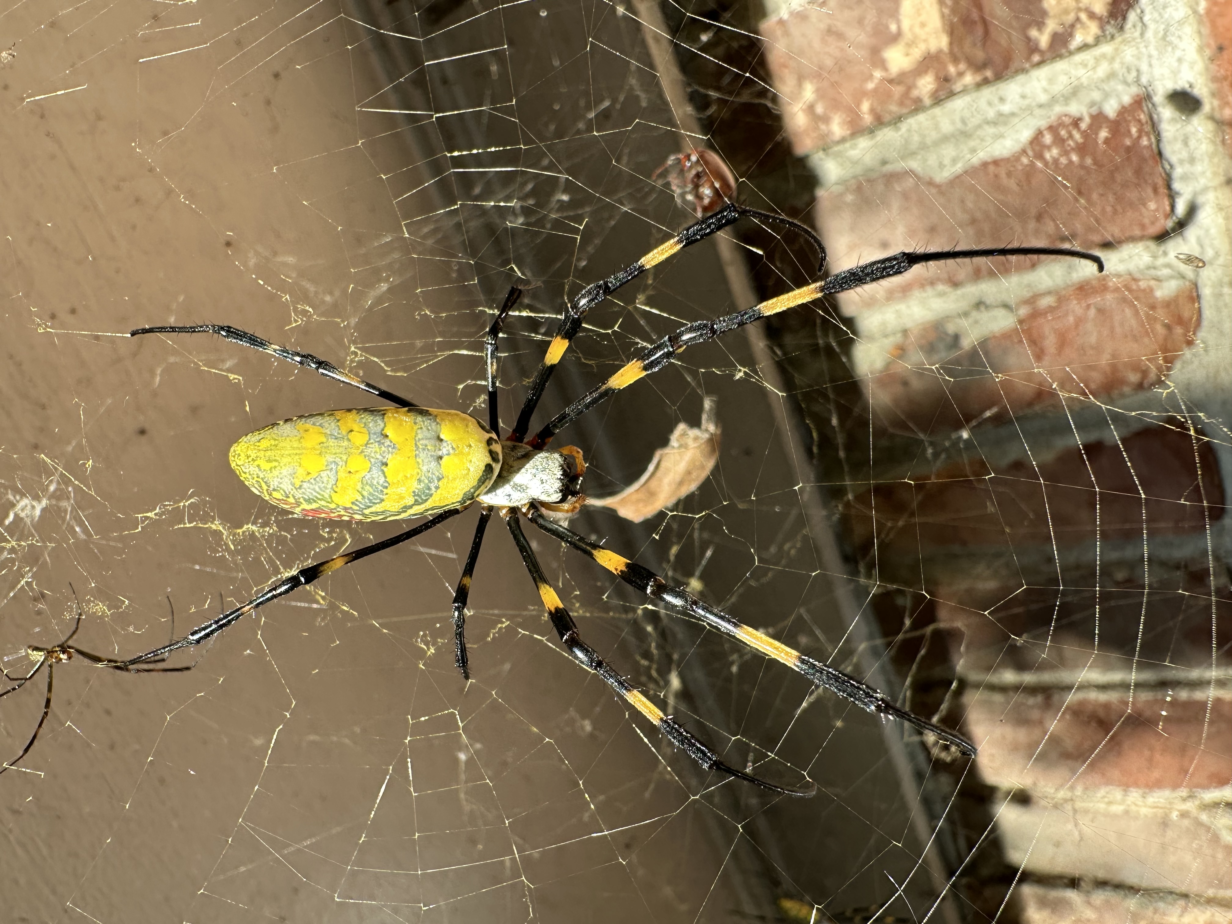 A Joro spider in a web outside an Atlanta home
