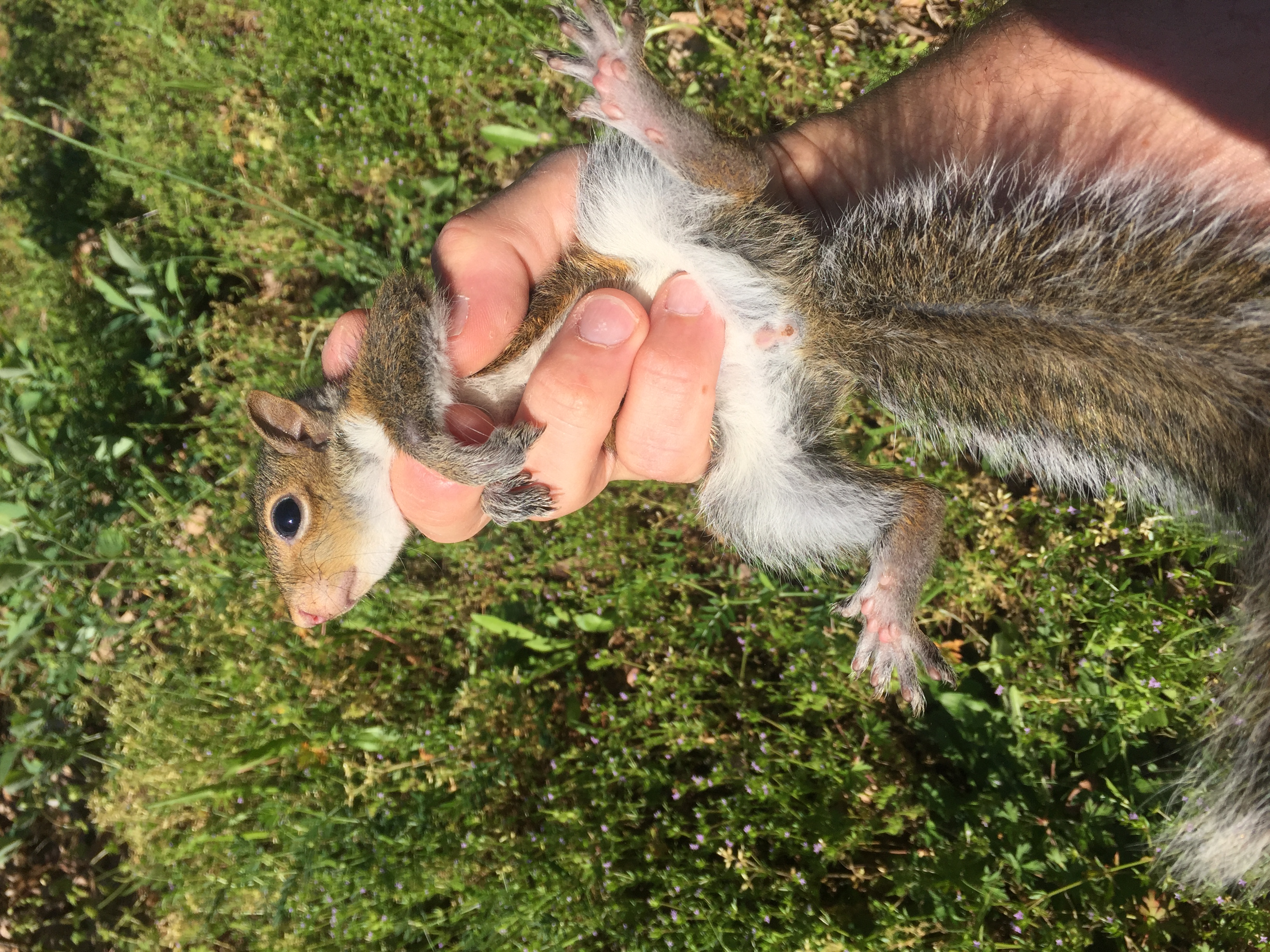 A juvenile eastern gray squirrel removed from an Atlanta attic