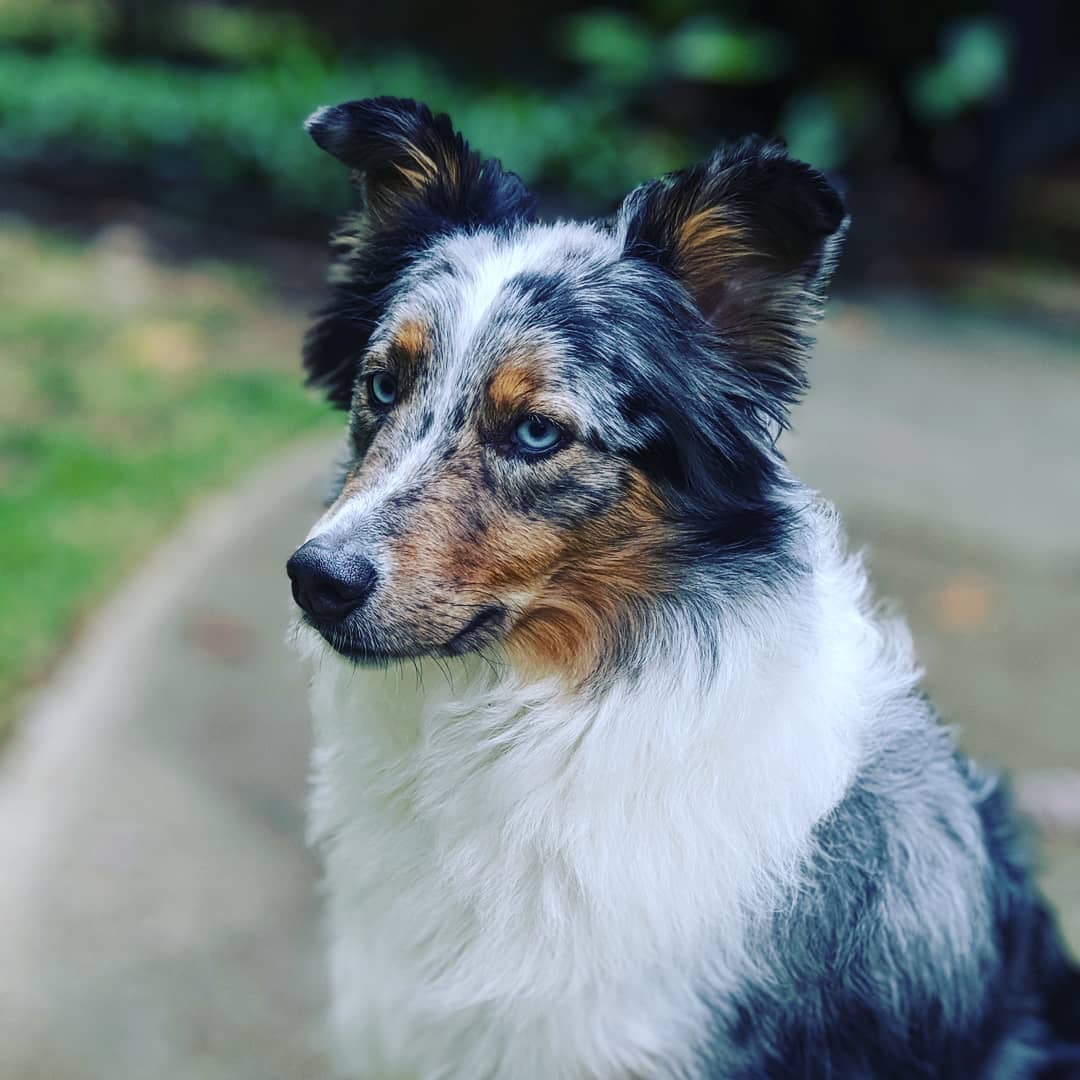 An Australian shepherd sitting in the yard of a treated home in metro Atlanta