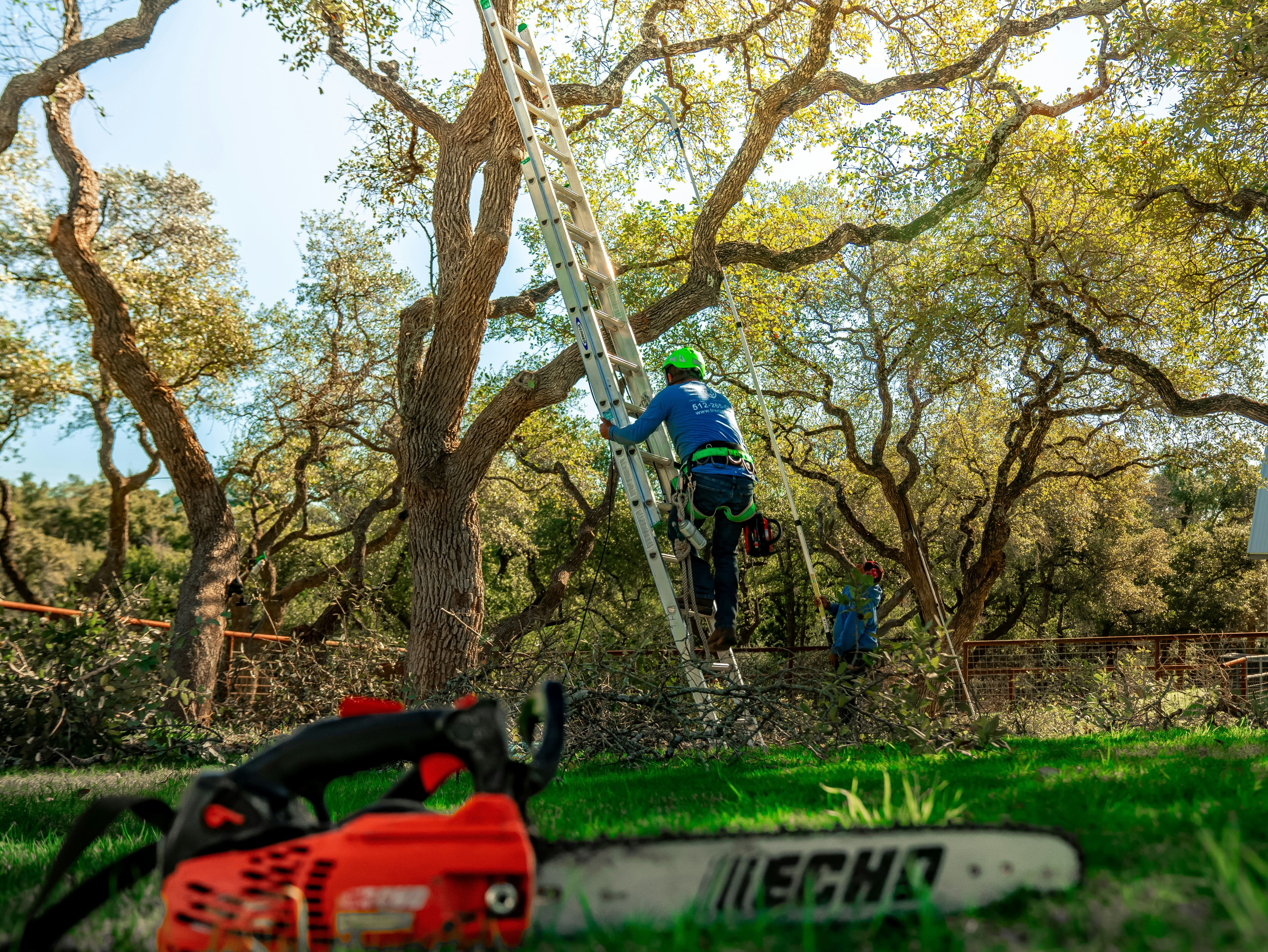 Tree Service in Peoria