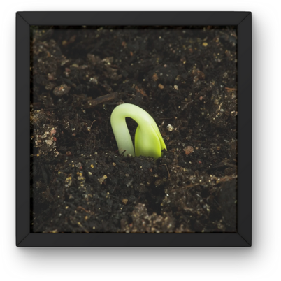 sprout