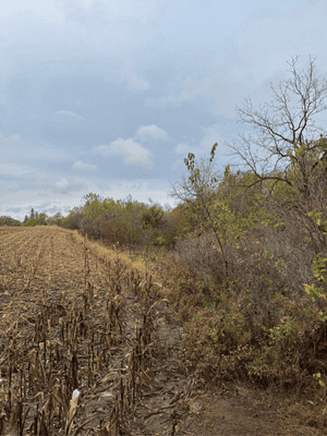 Forestry Mulching in Norwalk, IA