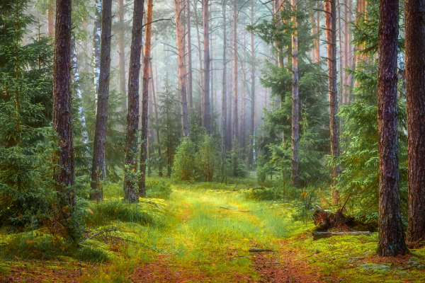 forest, soothing