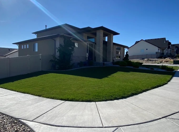 Wasp and Hornet Control