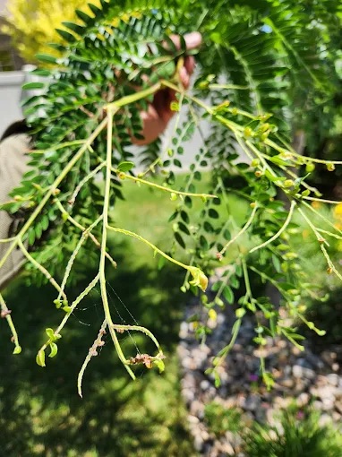 Disease and Fungal Management