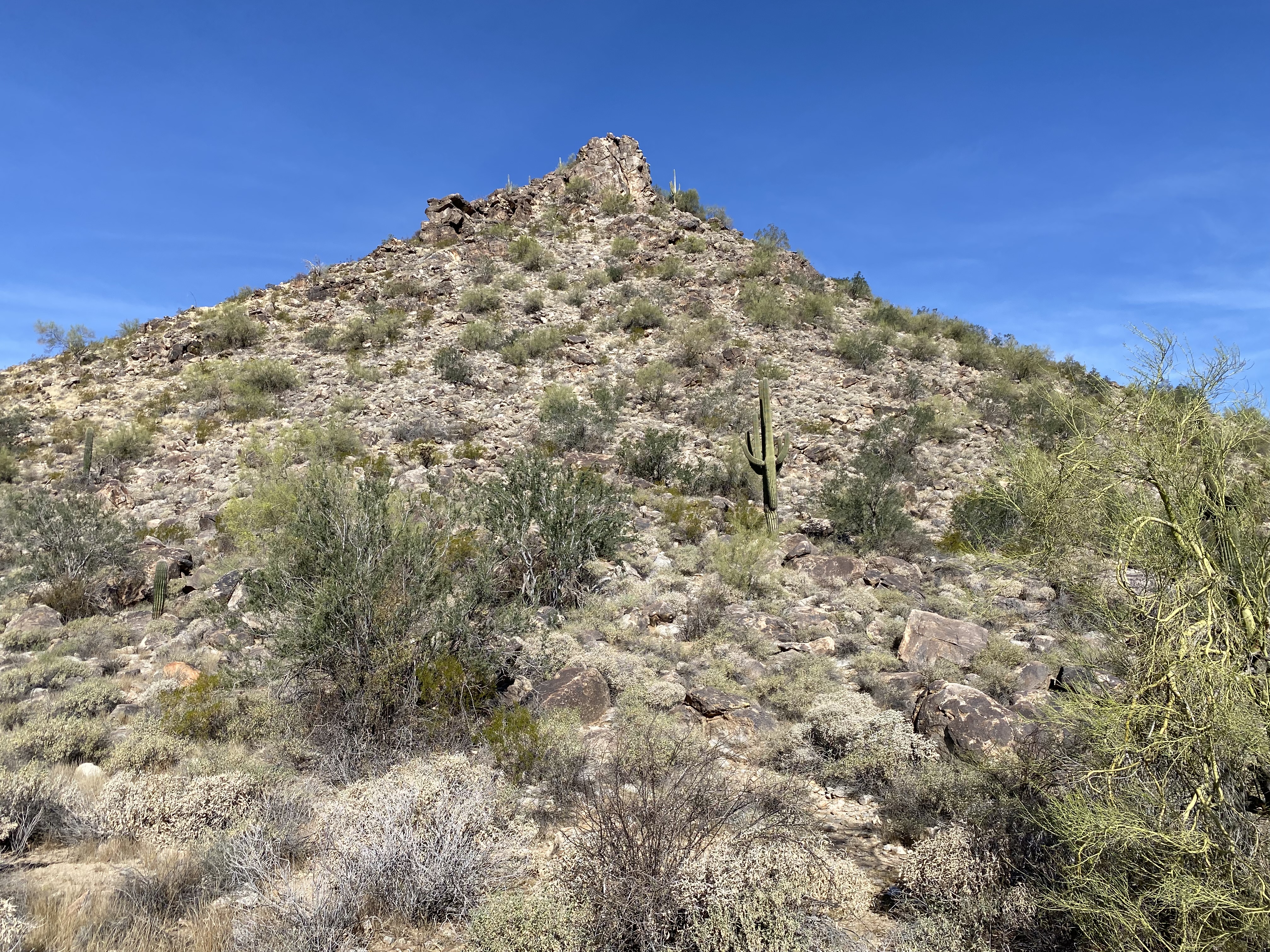 A steep, rocky desert hill with sparse green bushes and a lone saguaro cactus under a clear blue sky, symbolizing an uphill journey.