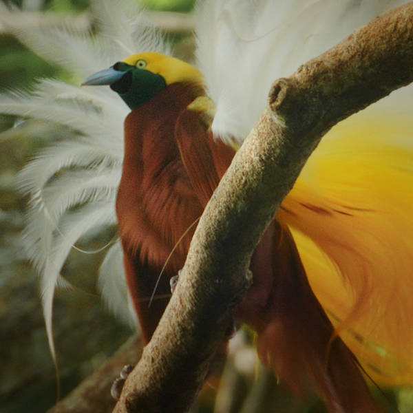 Male bird-of-paradise displaying its colorful plumage in the rainforest