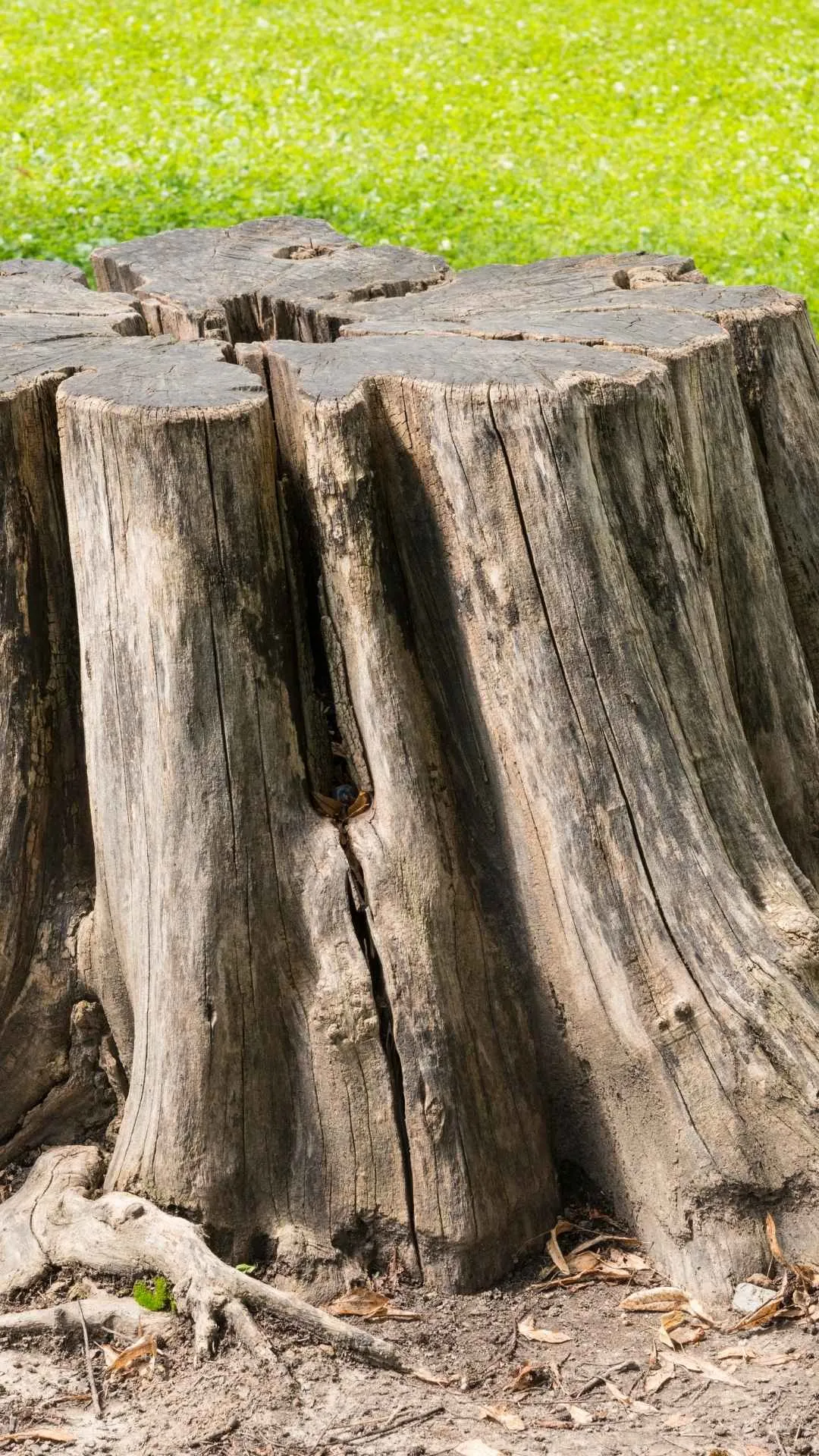 tree removal services in laurinburg