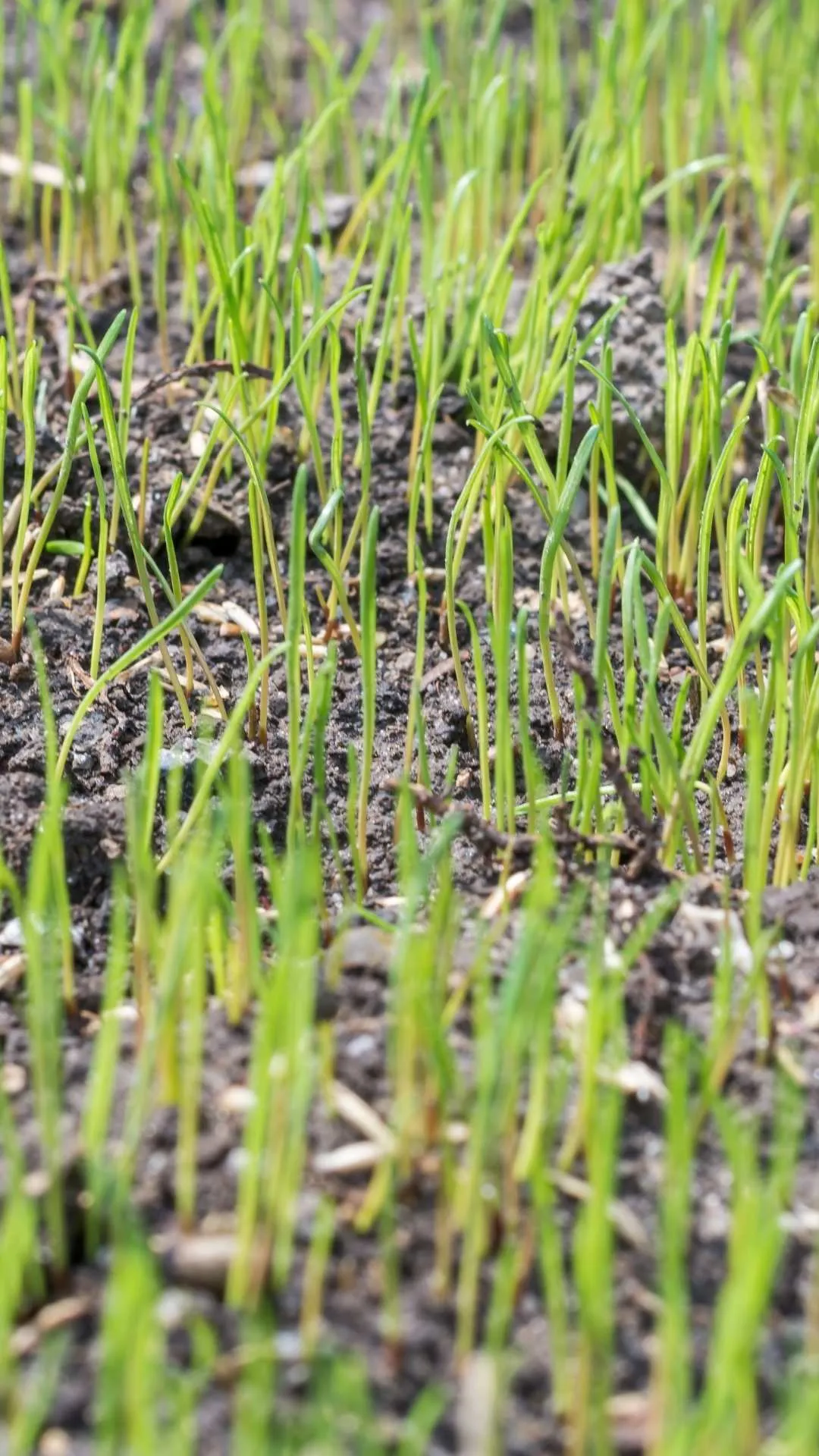 lawn care in Laurinburg