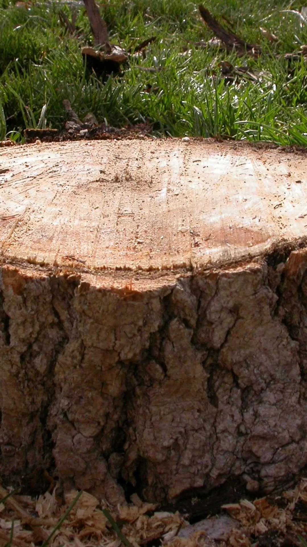 stump grinding in fayetteville