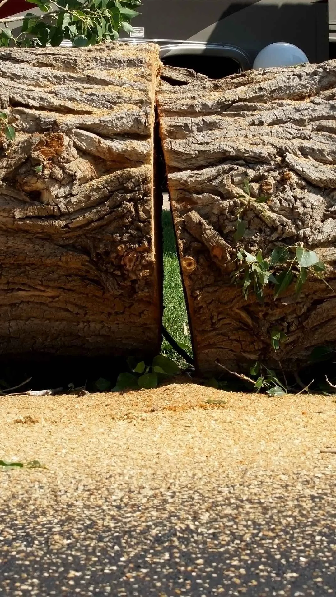tree removal in pinehurst