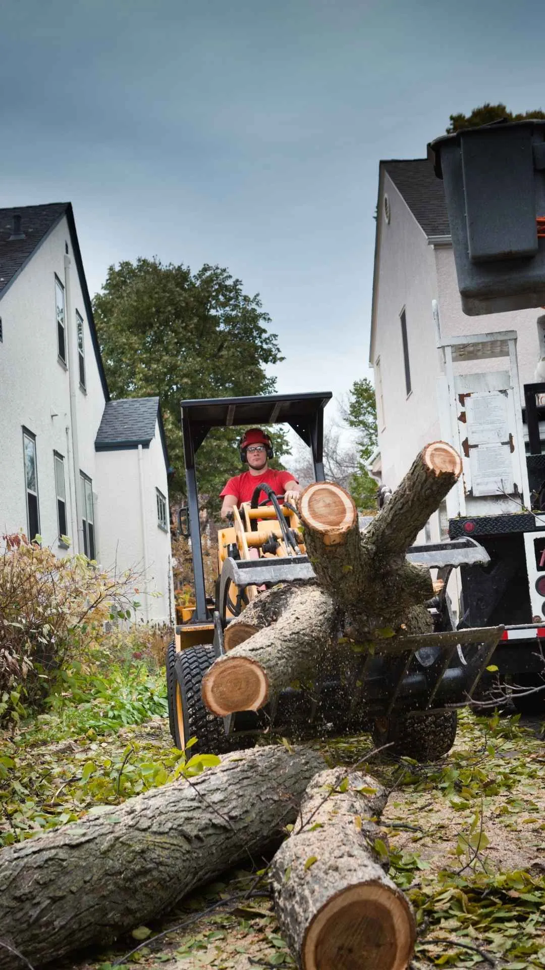 tree removal job in aberdeen