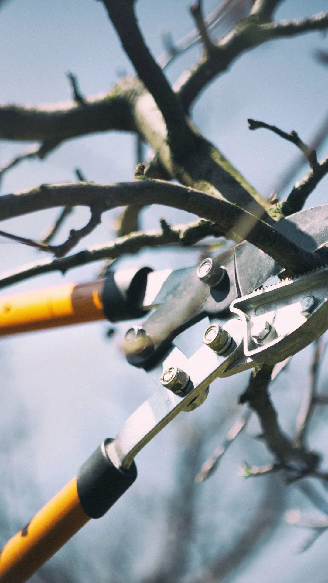tree trimming in laurinburg