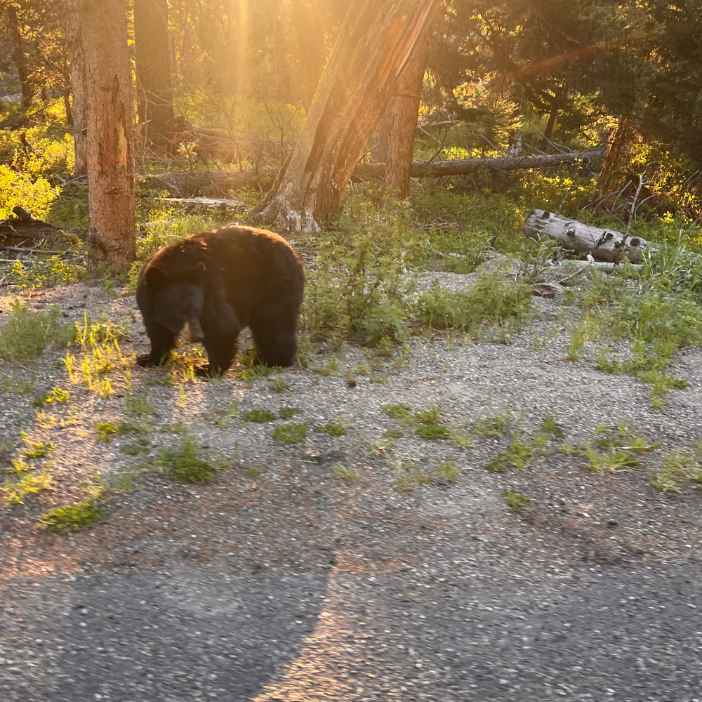 Yellowstone Summer Yellowstone Summer