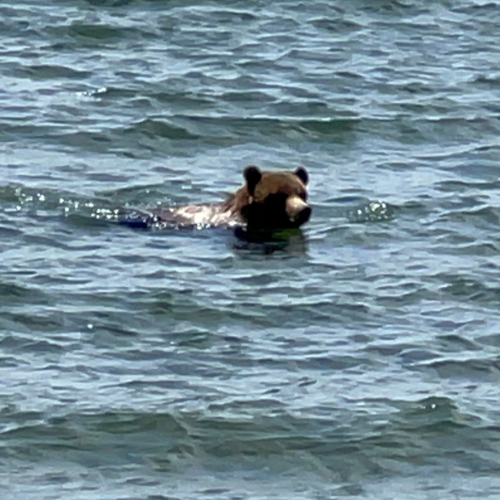 Bears in the water in Yellowstone Bears in the water in Yellowstone