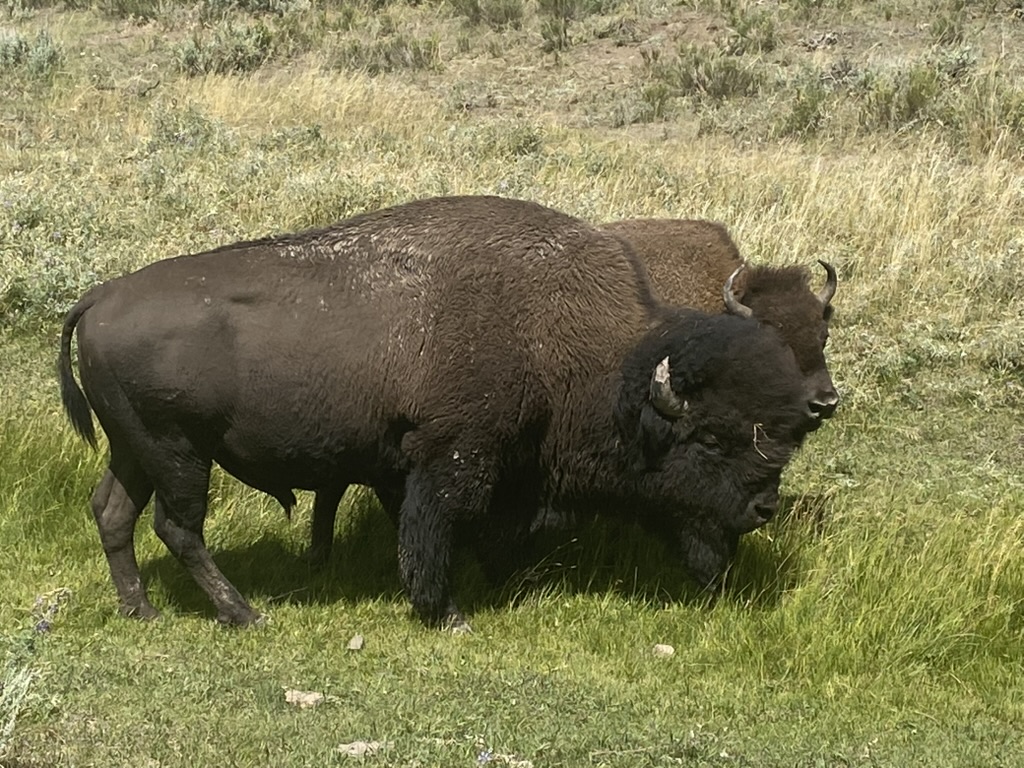 Yellowstone Bison Yellowstone Bison