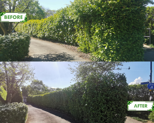 Garden transformation by Robshaw's