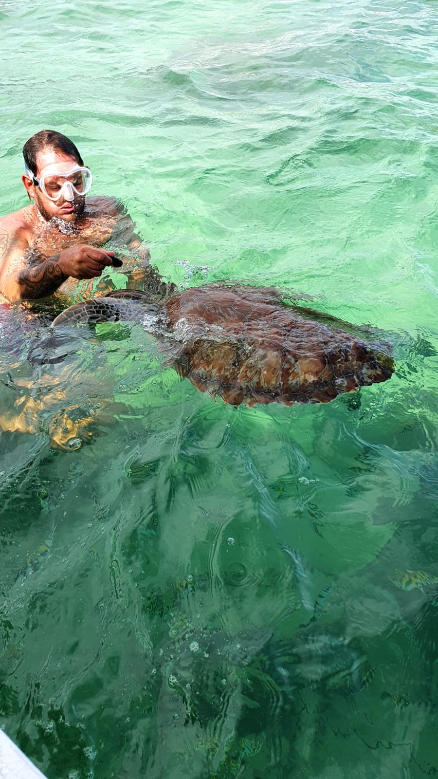 Sea turtle up close on a snorkeling trip off Playa del Carmen