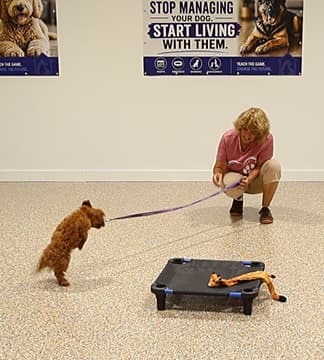 A small doodle puppy tangled in its leash among orange training cones on the first day