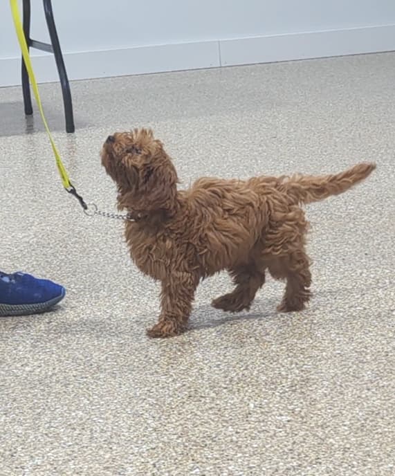 The same doodle puppy walking on a loose leash and looking up at its handler by day seven
