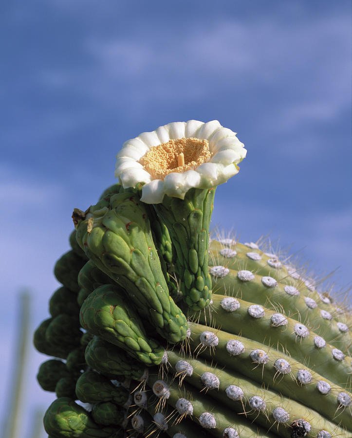 Saguaro cactus blossom