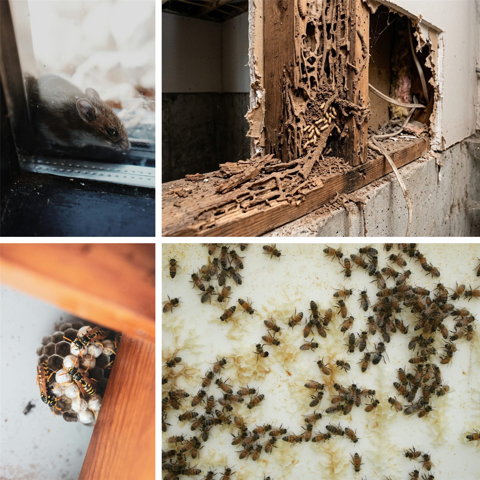 Common household pests: a mouse, termite damage, wasps and bees
