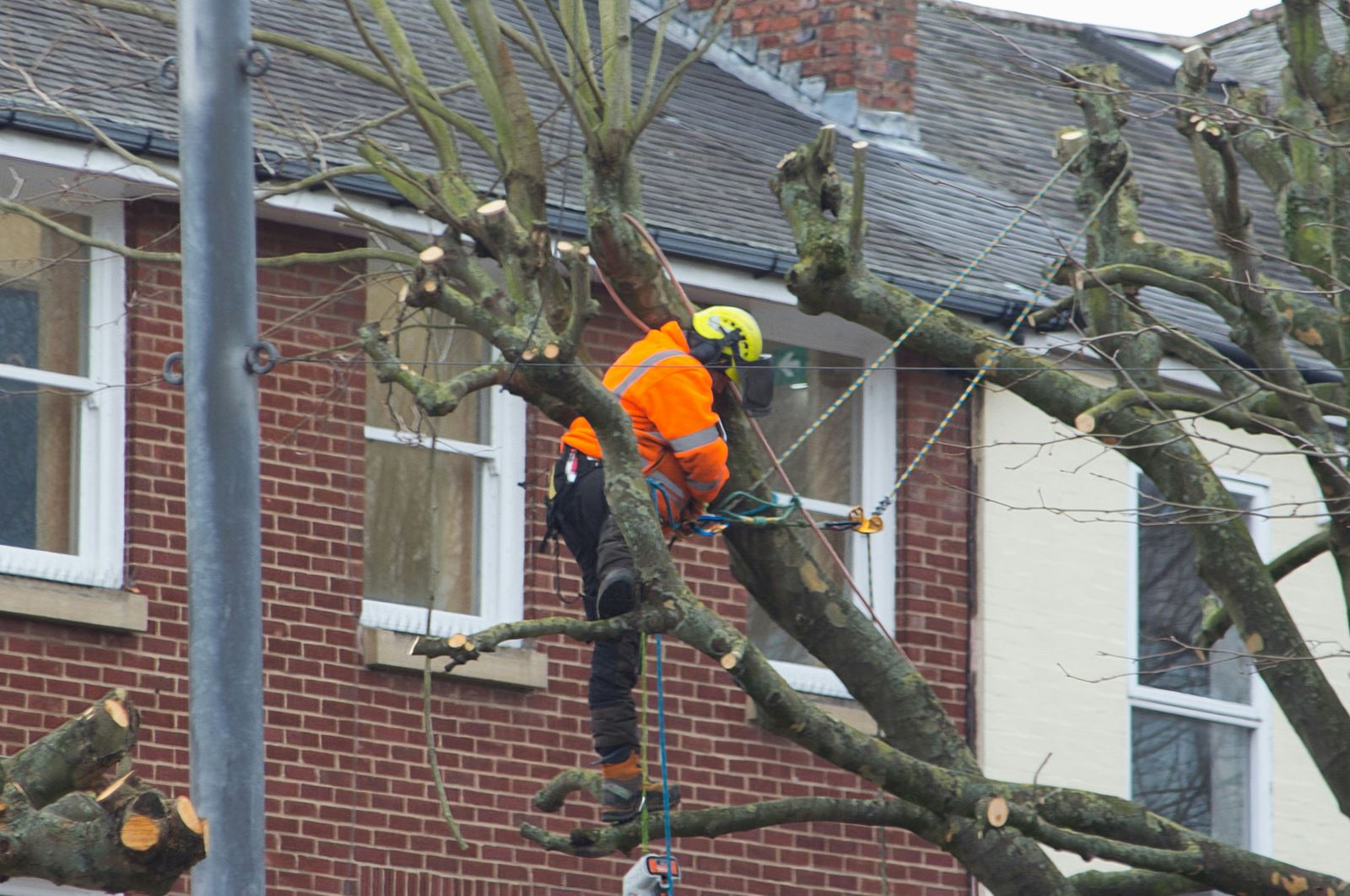 Tree climber trimming branches next to a brick home