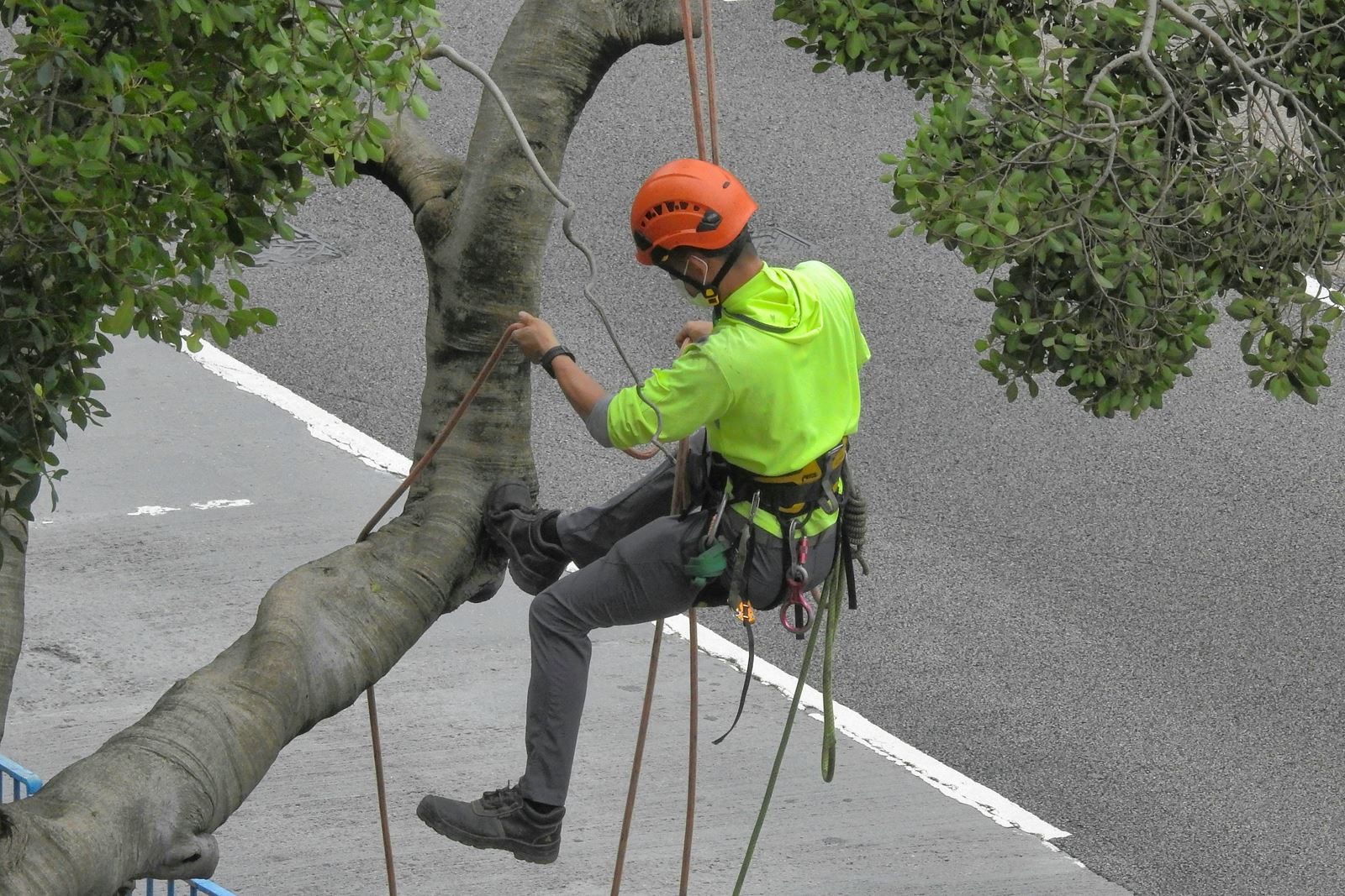 Climber in a harness working on a tree trunk