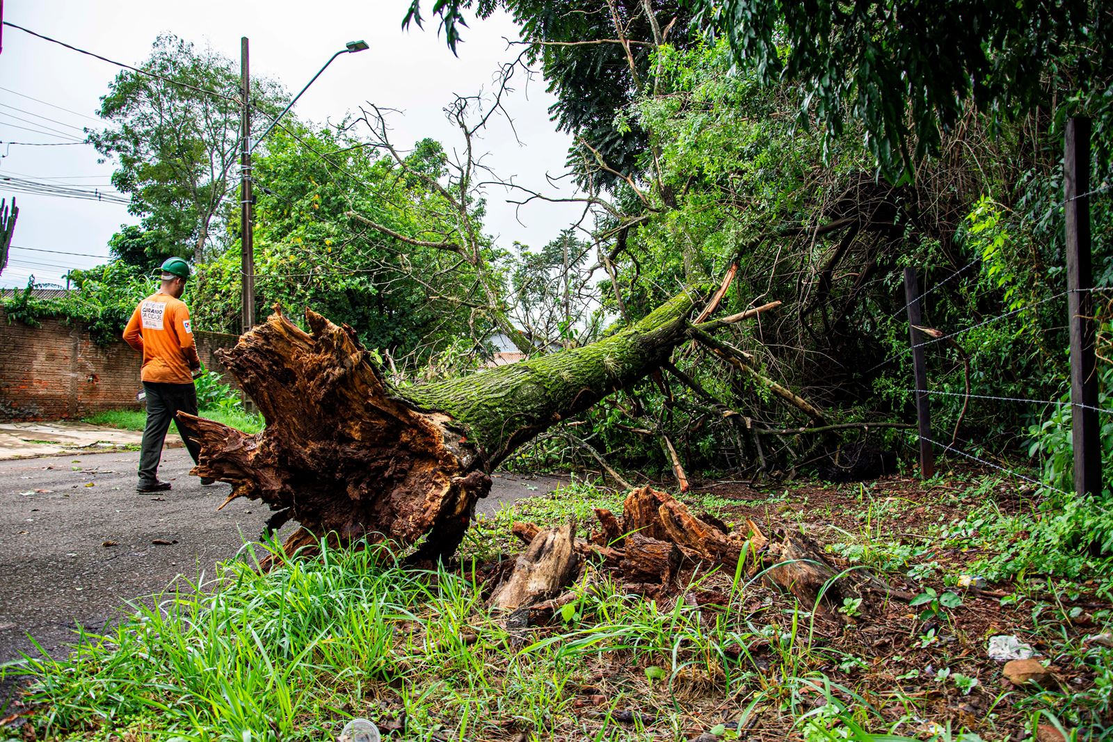 Uprooted tree lying across a yard after a storm