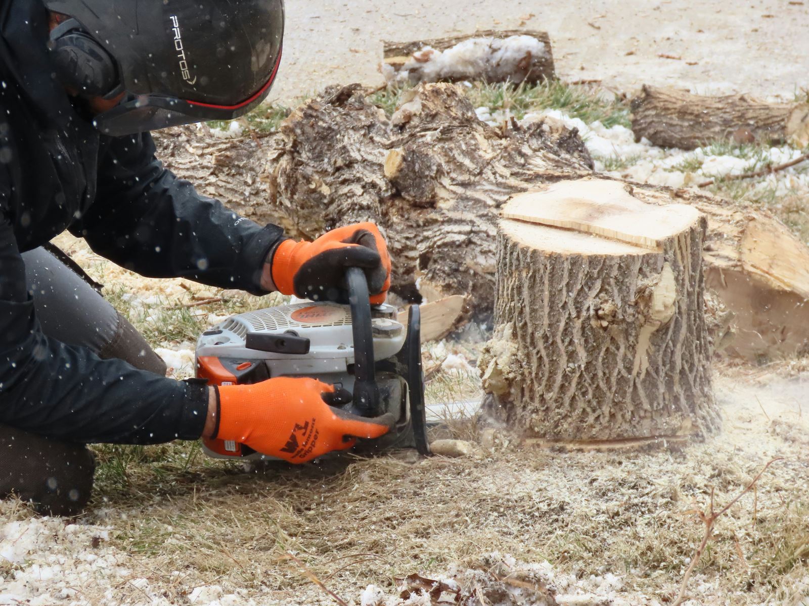 Crew member cutting down a tree stump