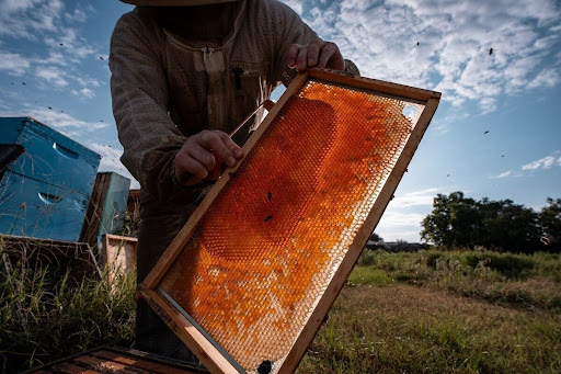 Local beekeeper harvesting honeycomb in Montgomery County highlighting growth of natural wellness and sustainable living Local beekeeper harvesting honeycomb in Montgomery County highlighting growth of natural wellness and sustainable living