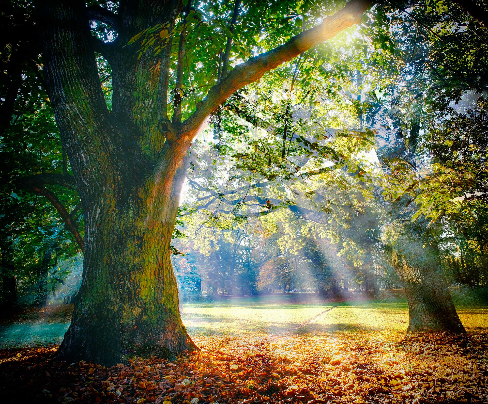 Sunlight streaming through a peaceful forest