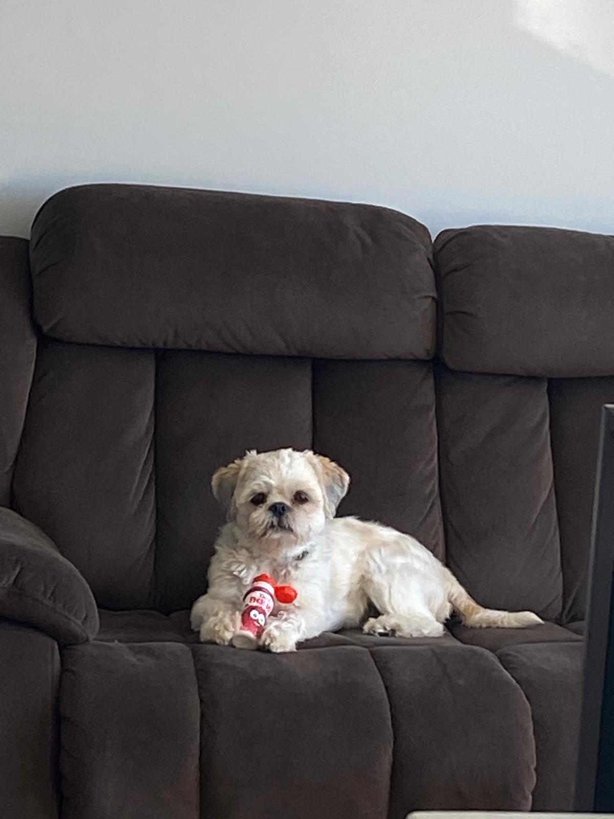 Pet Stain & Odor Removal