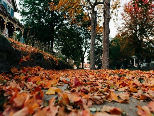 Fall Cleanup in Lakeville