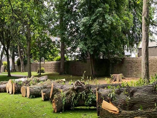 Tree Removal/Trimming (SOON!) in Lakeville