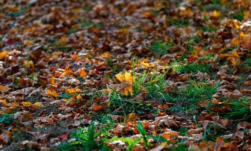 Apple Valley Fall Cleanup