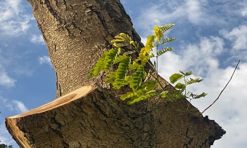 Apple Valley Tree Removal/Trimming (SOON!)