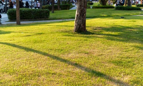 Apple Valley Mowing