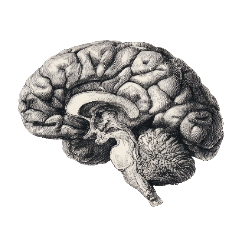 cerveau hypnose langage